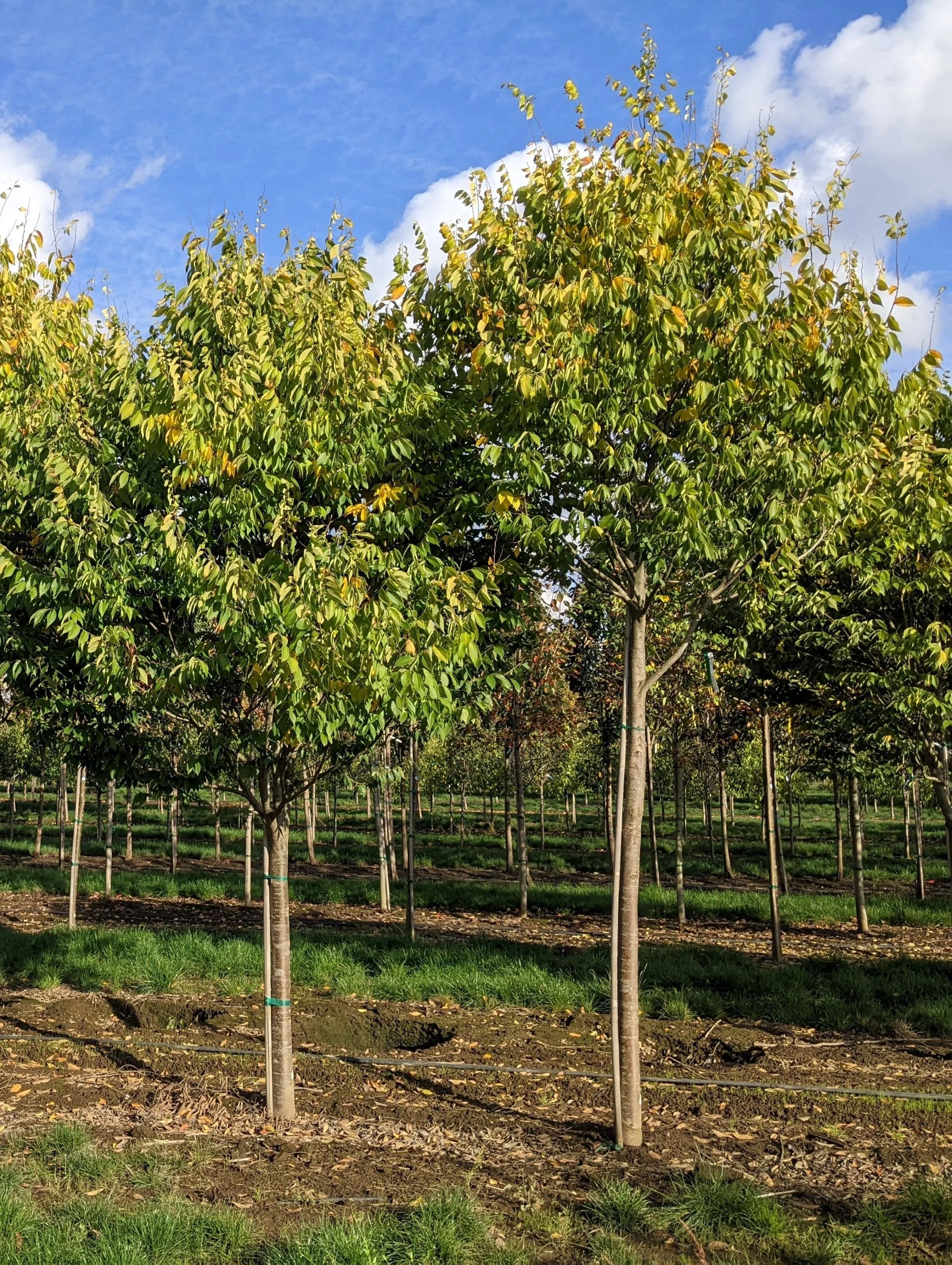 native villageネイティブビレッジShade of a tree City Sprite® Zelkova | Zelkova serrata 'JFS-KW1' — Northwest